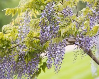 Wysteria
