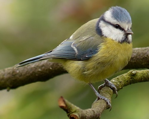 Blue Tit