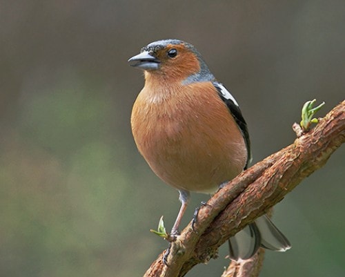 Chaffinch