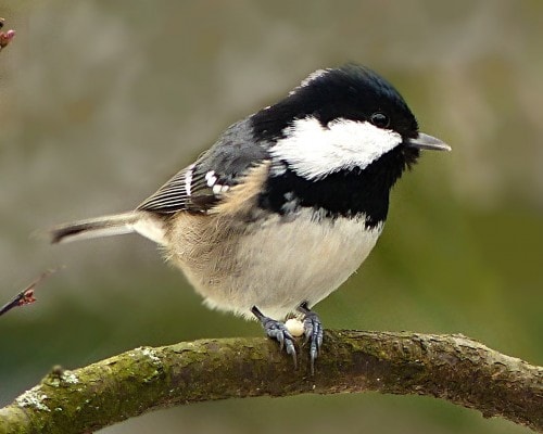 Coal Tit