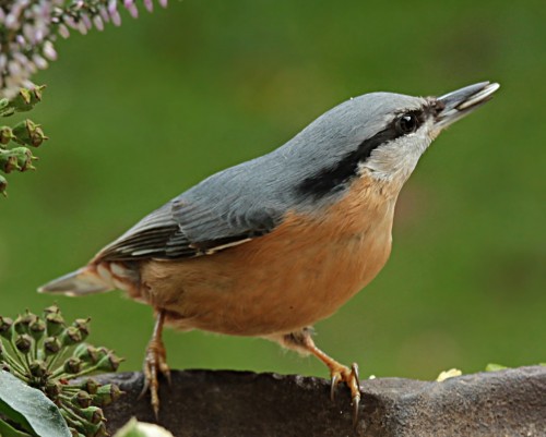 Nuthatch