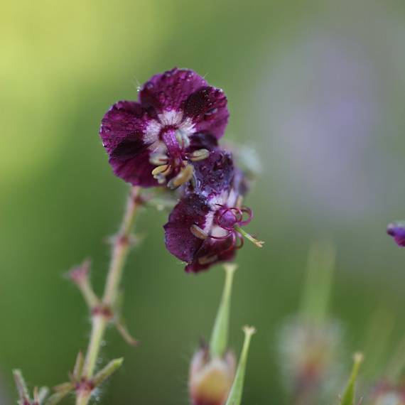 Brambles Bed and Breakfast Tiverton Devon