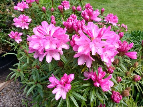 rhododendron graziella