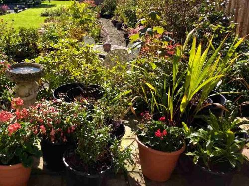 top patio pots and back path